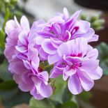 Medium csm 2017 geraniums variety 35 13b6668760