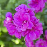 Medium csm 2017 geraniums variety 34 7243412851
