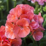 Medium csm 2017 geraniums variety 32 3b08248328