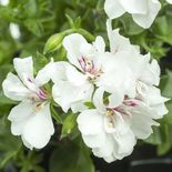Medium csm 2017 geraniums variety 31 c2e43e5c40