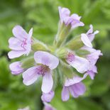 Medium csm 2017 geraniums variety 29 a98316f842