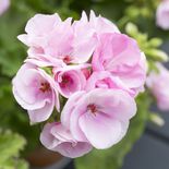 Medium csm 2017 geraniums variety 27 7d028dc3f2
