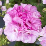 Medium csm 2017 geraniums variety 26 6dcc8edca5
