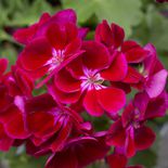 Medium csm 2017 geraniums variety 18 d74779ef72